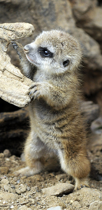 Meerkat, Baby Animal HD phone wallpaper