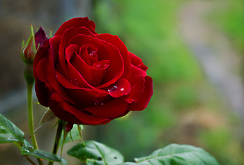 Red rose, Nature, Flower, Petals, Rose HD wallpaper