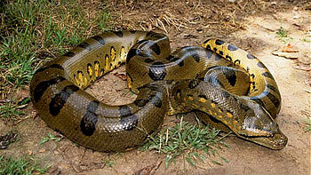 Anaconda, Big green anaconda HD wallpaper