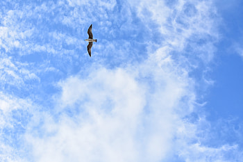 Minimalism, Flight, Gull, Seagull HD wallpaper
