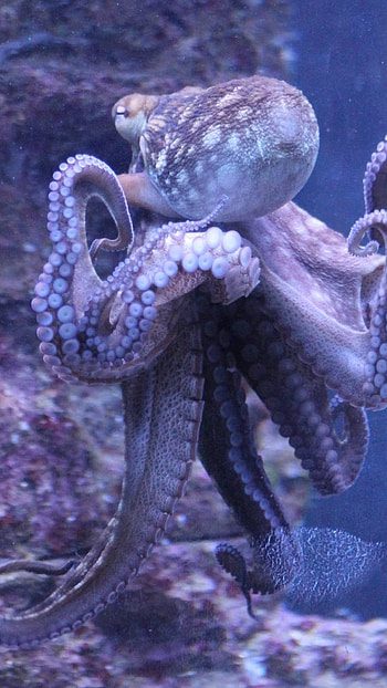 Octopus, Adorable, Animal HD phone wallpaper