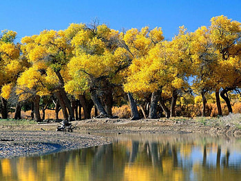 Yellow Autum, trees, autum, water, lake, tree HD wallpaper