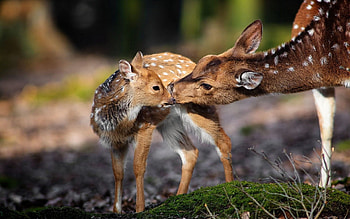 Deer deer , Animal HD wallpaper