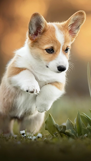 Puppy, Corgis HD phone wallpaper