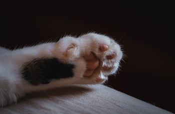 Animals, Cat, Wool, Claws, Paw HD wallpaper