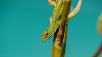 Animals, Lizard, Reptile, Amphibious HD wallpaper