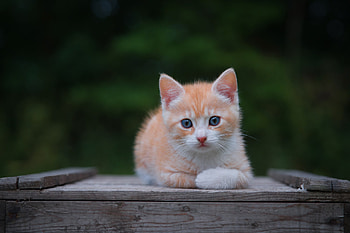 Adorable Kitten : Charming Cat Portrait in Nature, kitten, Animal, cat HD wallpaper