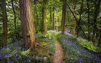 Landscape, Flowers, Trees HD wallpaper