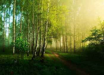 Misty Sunday morn, mist, blue sky, morning, sunlight, green, trees, forest HD wallpaper