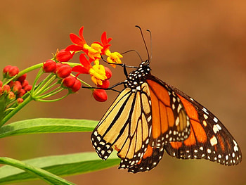 Butterfly, animal, flower HD wallpaper
