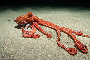 Octopus off the Coast of Spain, spain, water, octopus, animals HD wallpaper