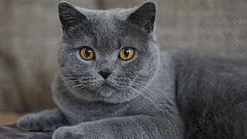 Dark Grey Yellow Eyes Cat Is Sitting On Couch Cat HD wallpaper