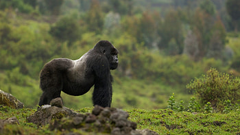 Impressive gorilla , High-quality collection, Striking background, Wildlife admiration HD wallpaper