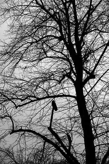 Dark, Silhouette, Bird, Wood, Tree, Bw, Chb HD phone wallpaper