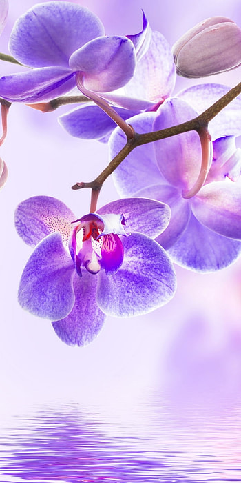 Lavender Orchid Reflection — , nature, orchid HD phone wallpaper