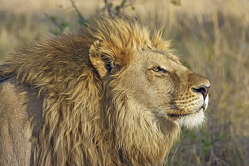 Close-up of a majestic lion with a golden mane in its natural habitat. HD wallpaper