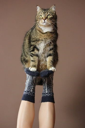 A tabby cat perched on woolen sock-covered feet against a maroon background. HD phone wallpaper
