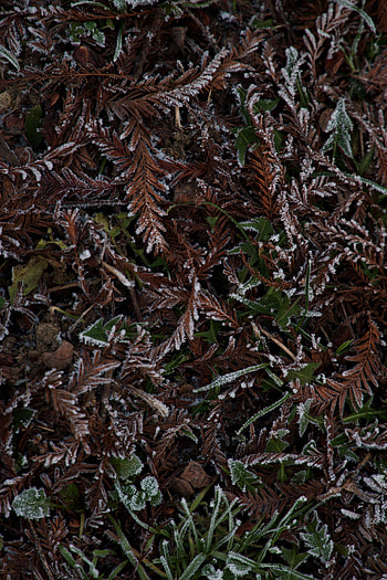 Winter, Nature, Grass, Leaves, Hoarfrost, Frost HD phone wallpaper