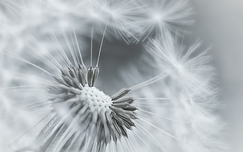 Flower, Macro, Bw, Chb, Dandelion, Fluff, Fuzz, Seeds, Seed HD wallpaper
