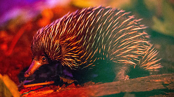Four-headed echidna, Mating biology, Monotreme anatomy, Syfy Wire article HD wallpaper