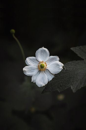 White bloom, small flower, close up HD phone wallpaper