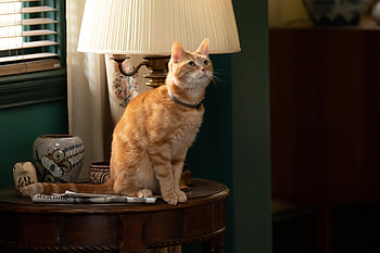 The Marvels' Cat Star - Ultra, cat, movie, The Marvels HD wallpaper