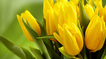 Plants, Flowers, Tulips HD wallpaper
