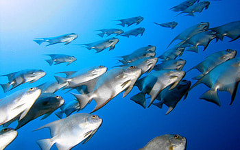 One-way traffic, blue, traffic, oceans, animals, one-way, fish, water HD wallpaper