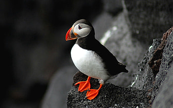 Animals, Bird, Sit, Surface, Dead End, Cul-De-Sac HD wallpaper