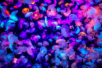Immortality of jellyfish, Fascinating facts, Eternal beings, Mysterious creatures HD wallpaper