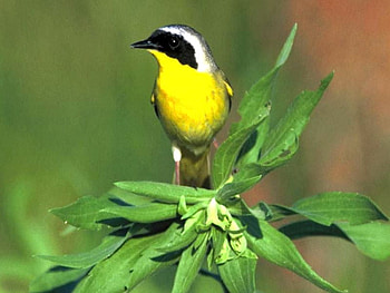 Yellow-Throat-Bird, yellow-throat, cool, bird HD wallpaper