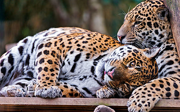 Animals, Jaguar, Couple, Pair, Predator, Big Cat, Playful HD wallpaper