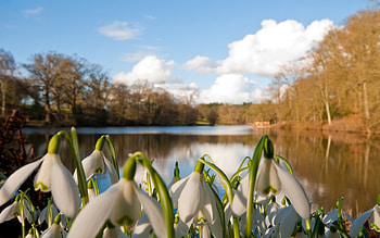 Nature, Flowers, Rivers, Trees, Snowdrops HD wallpaper