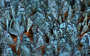 Baby Blue Beauty, butterflies, flutter, beautiful, group HD wallpaper