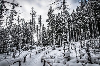 Nature, Trees, Snow, Forest HD wallpaper