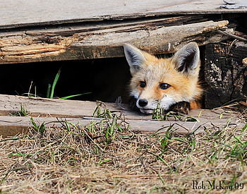 baby fox, baby, nature, wild, fox, forest HD wallpaper
