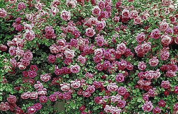 Flowers, Roses, Bush, Beauty, Greens HD wallpaper