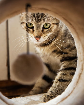 A playful tabby cat intently looking through a tube at a toy ball indoors. HD phone wallpaper