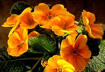 flower, nature, flowers, orange HD wallpaper