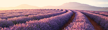 Flower lavender, Scenic sunrise, Nature's beauty HD wallpaper