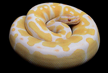 ALBINO BALL PYTHON, snake, albino, scales, ball python, serpent, reptile HD wallpaper