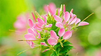 Pink Flowers Petals Green Leaves Plants Green Blur Background Flowers HD wallpaper