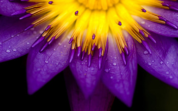 purple_beauty, seasons, spring, beauty, fragrance, summer, purple, bright, yellow, , flowers HD wallpaper