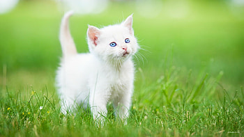 White kitten fascination, Snowy wonder, Innocent gaze, Ethereal beauty HD wallpaper
