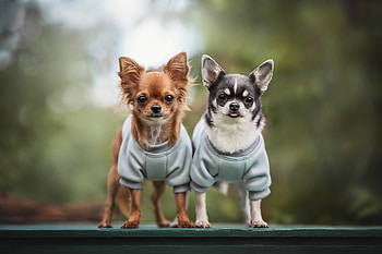 Chihuahua, animal, dog, breed HD wallpaper