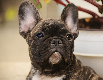 Muzzle, black dog, clam, bulldog HD wallpaper