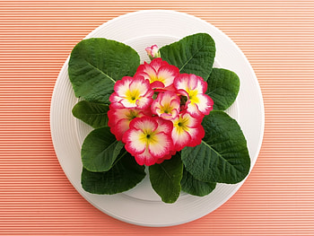 Plants, Flowers HD wallpaper