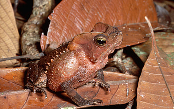 Toad , Intricate designs, Toad species, Nature's serenity HD wallpaper