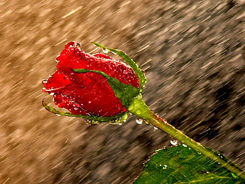 Plants, Flowers, Roses HD wallpaper