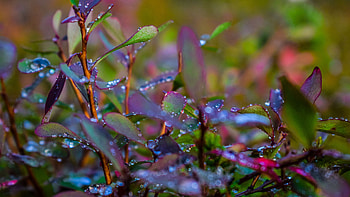 Green Leaves Branches With Rain Water Drops Macro graphy graphy HD wallpaper